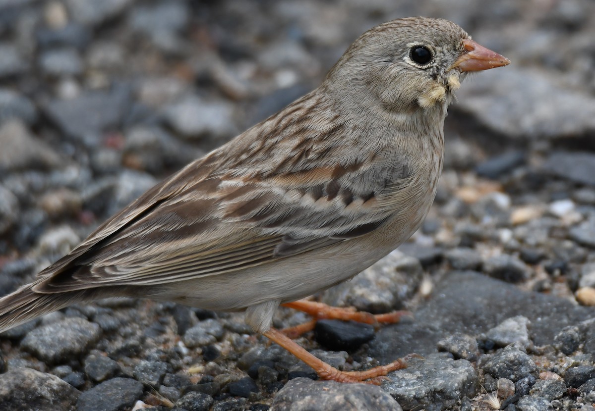 Gray-necked Bunting - ML644132355