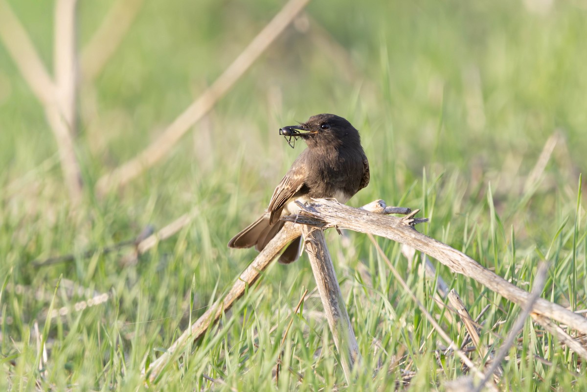 Black Phoebe - ML644132356