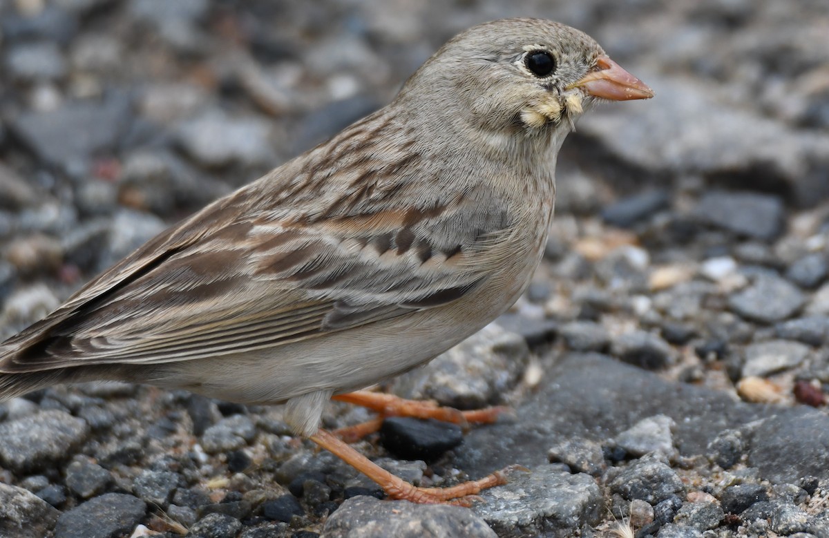 Gray-necked Bunting - ML644132357