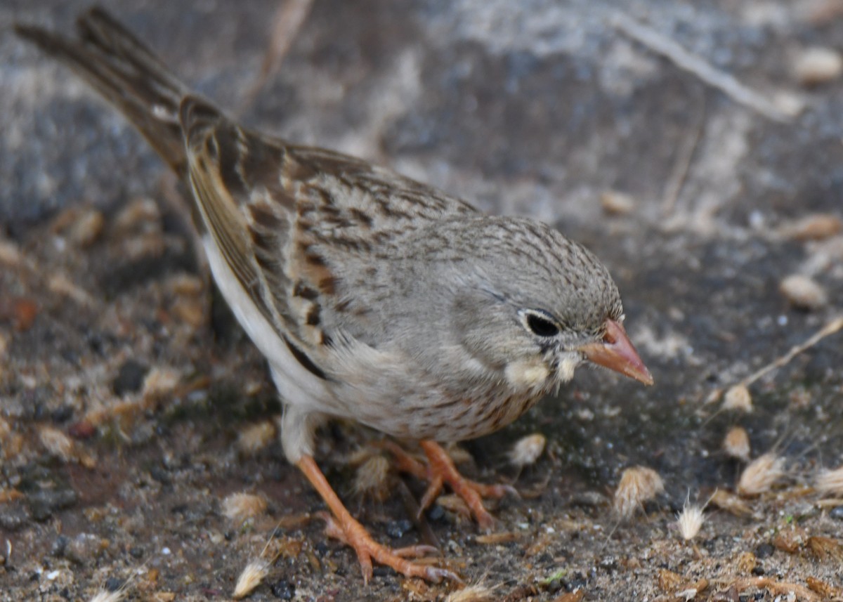 Gray-necked Bunting - ML644132358
