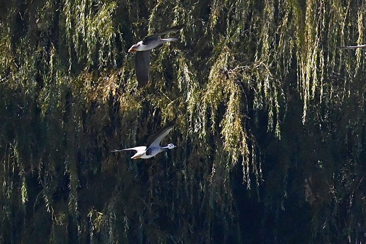 Хээрийн галуу - ML644132360