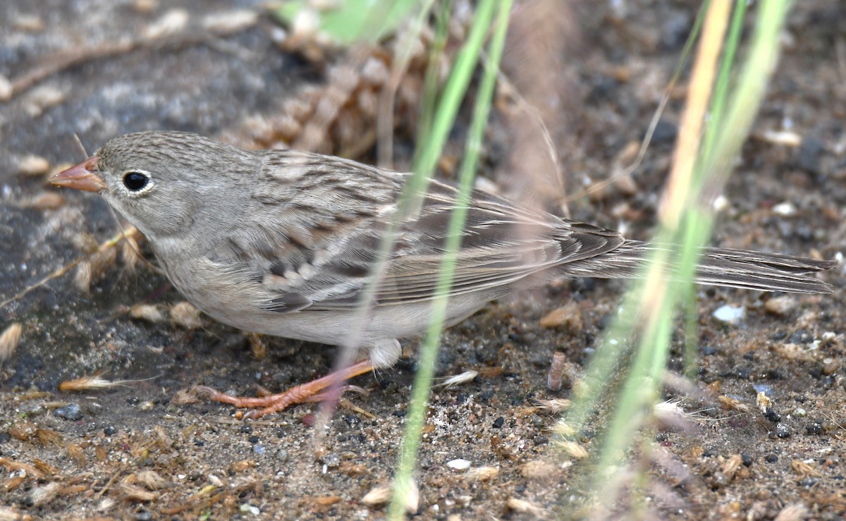 Gray-necked Bunting - ML644132361