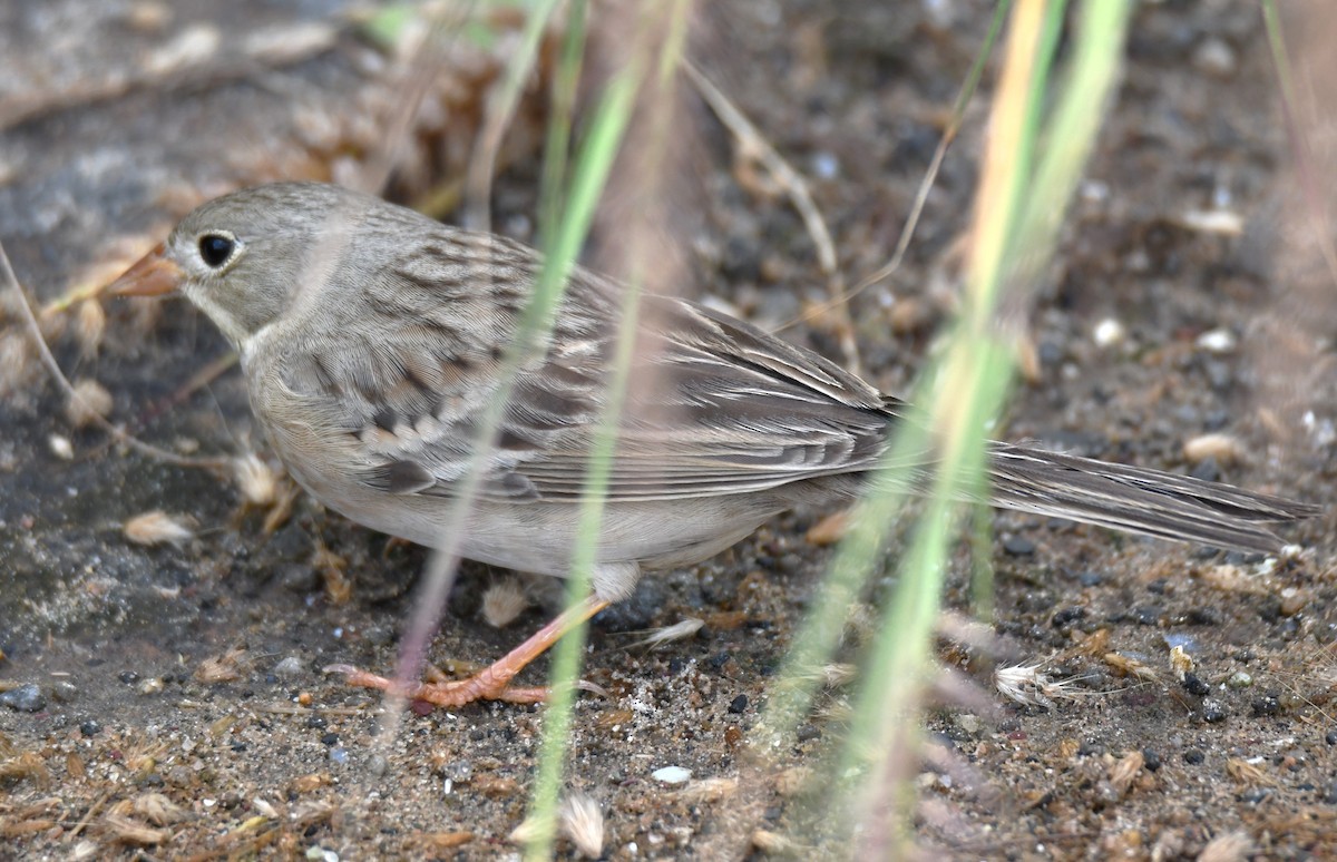 Gray-necked Bunting - ML644132363