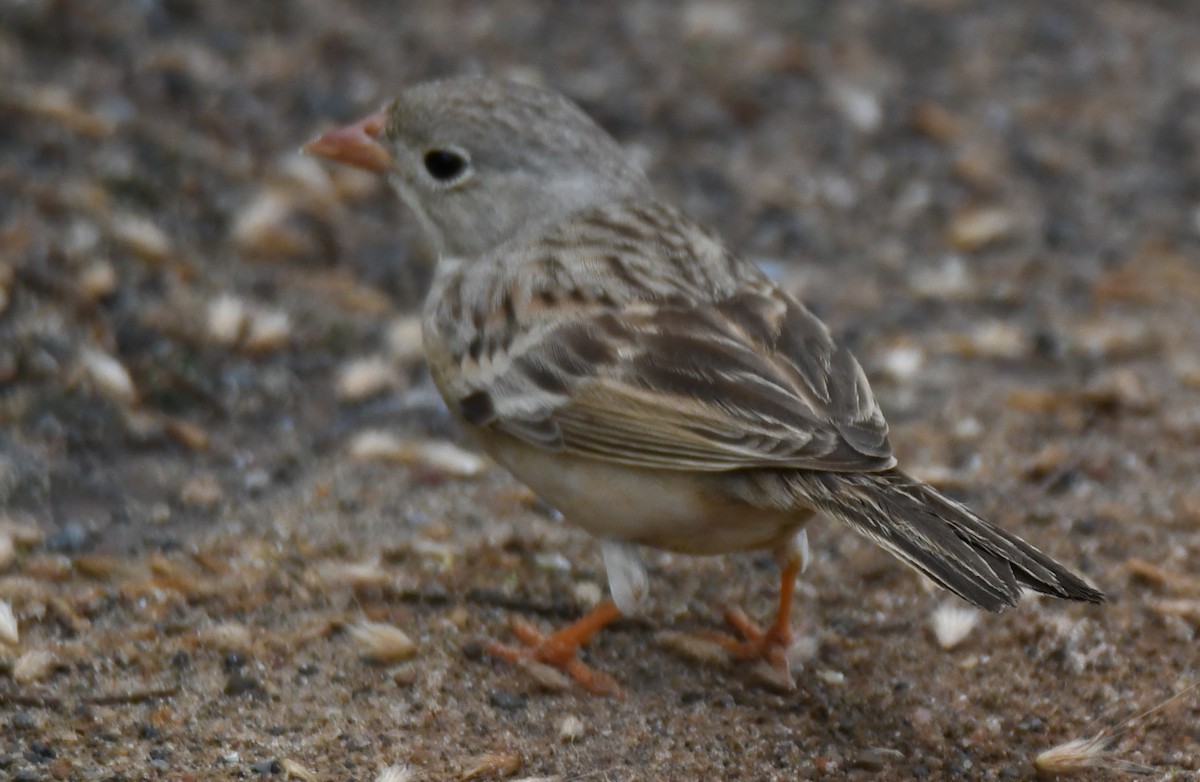 Gray-necked Bunting - ML644132367