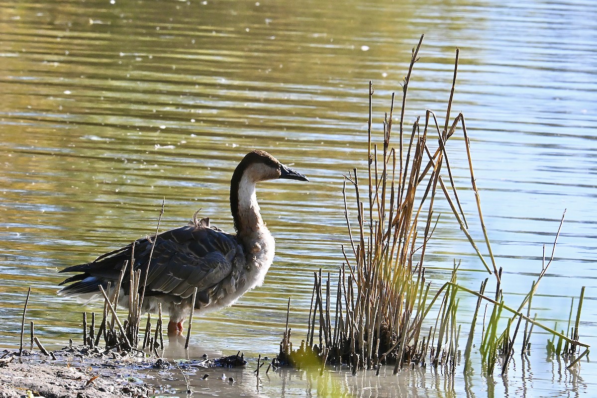 husa labutí - ML644132368