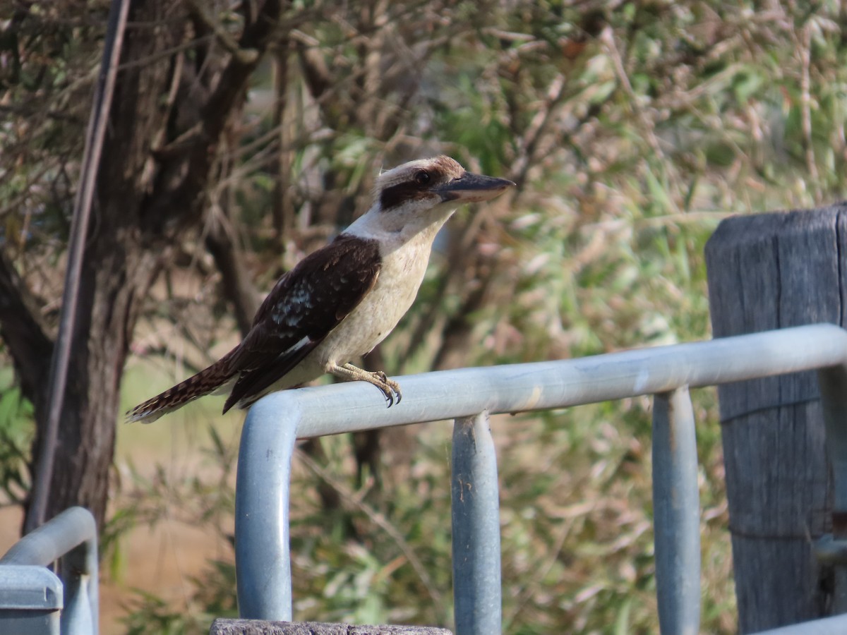 Laughing Kookaburra - ML644132377