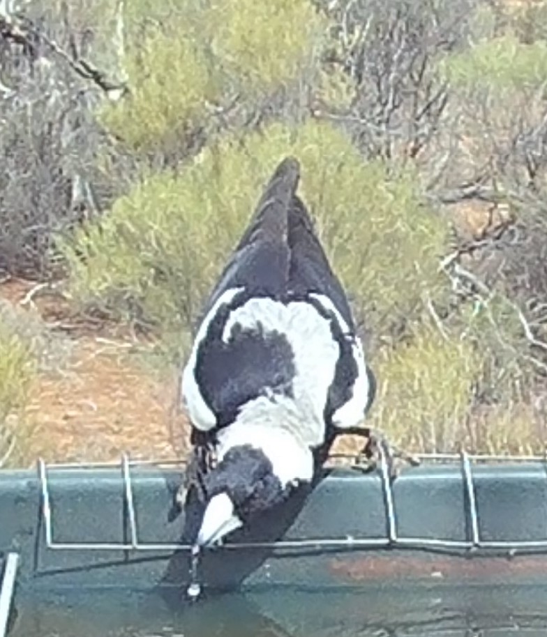 Australian Magpie (Black-backed x White-backed) - ML644132390