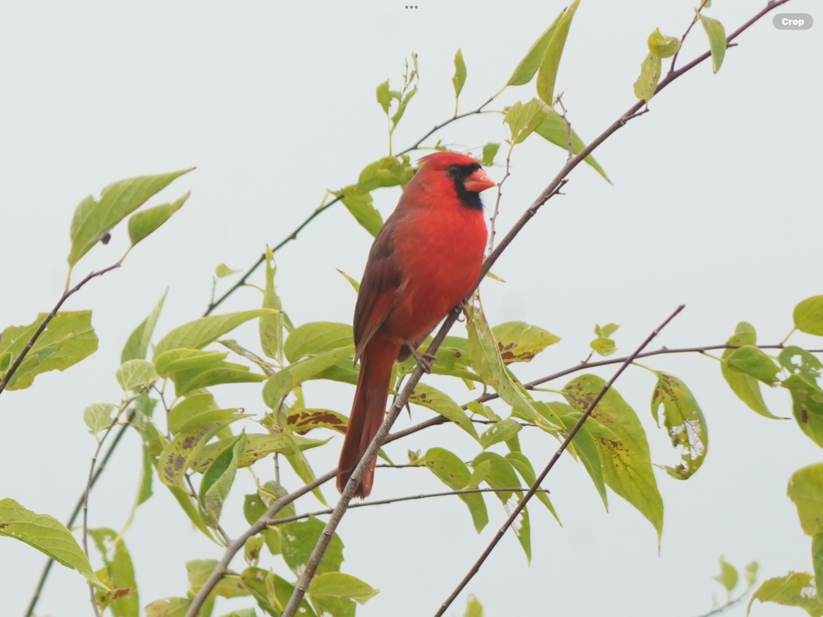 Northern Cardinal - ML644132394