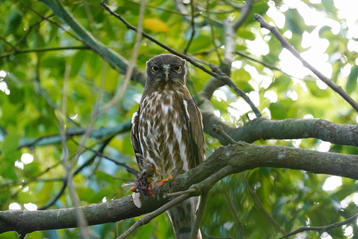 Northern Boobook - ML644132397