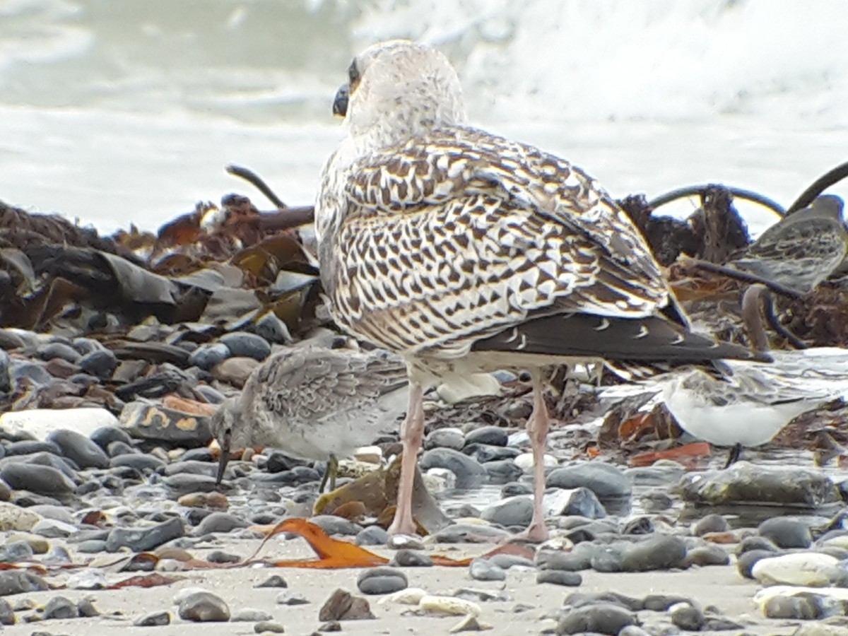 Red Knot - ML644132410