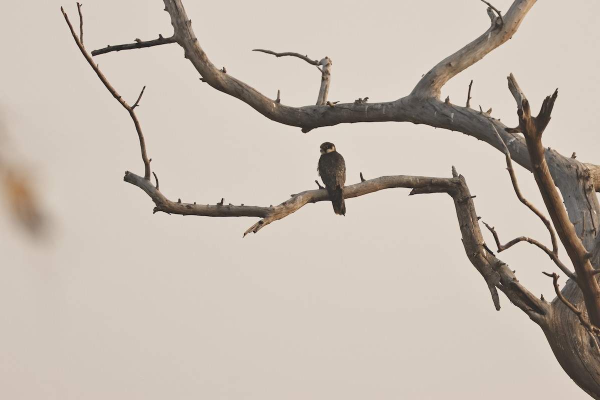 Eurasian Hobby - ML644132416