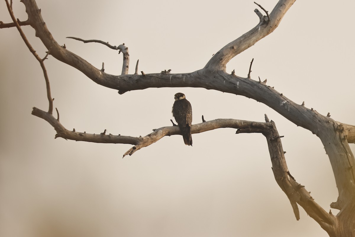 Eurasian Hobby - ML644132417