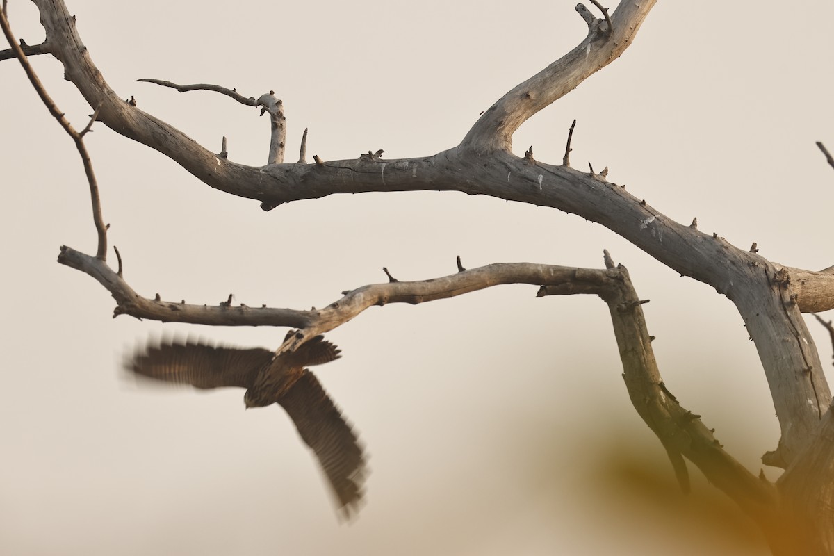 Eurasian Hobby - ML644132418
