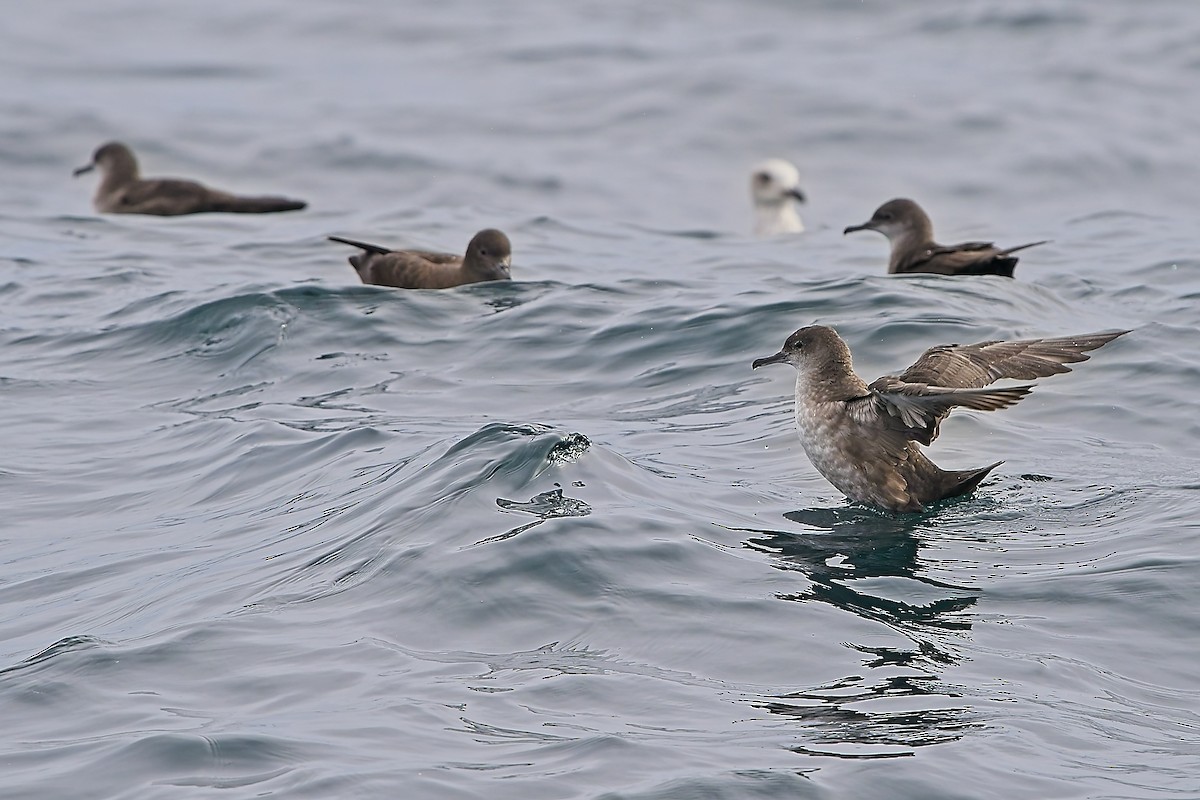 Balearic Shearwater - ML644132441