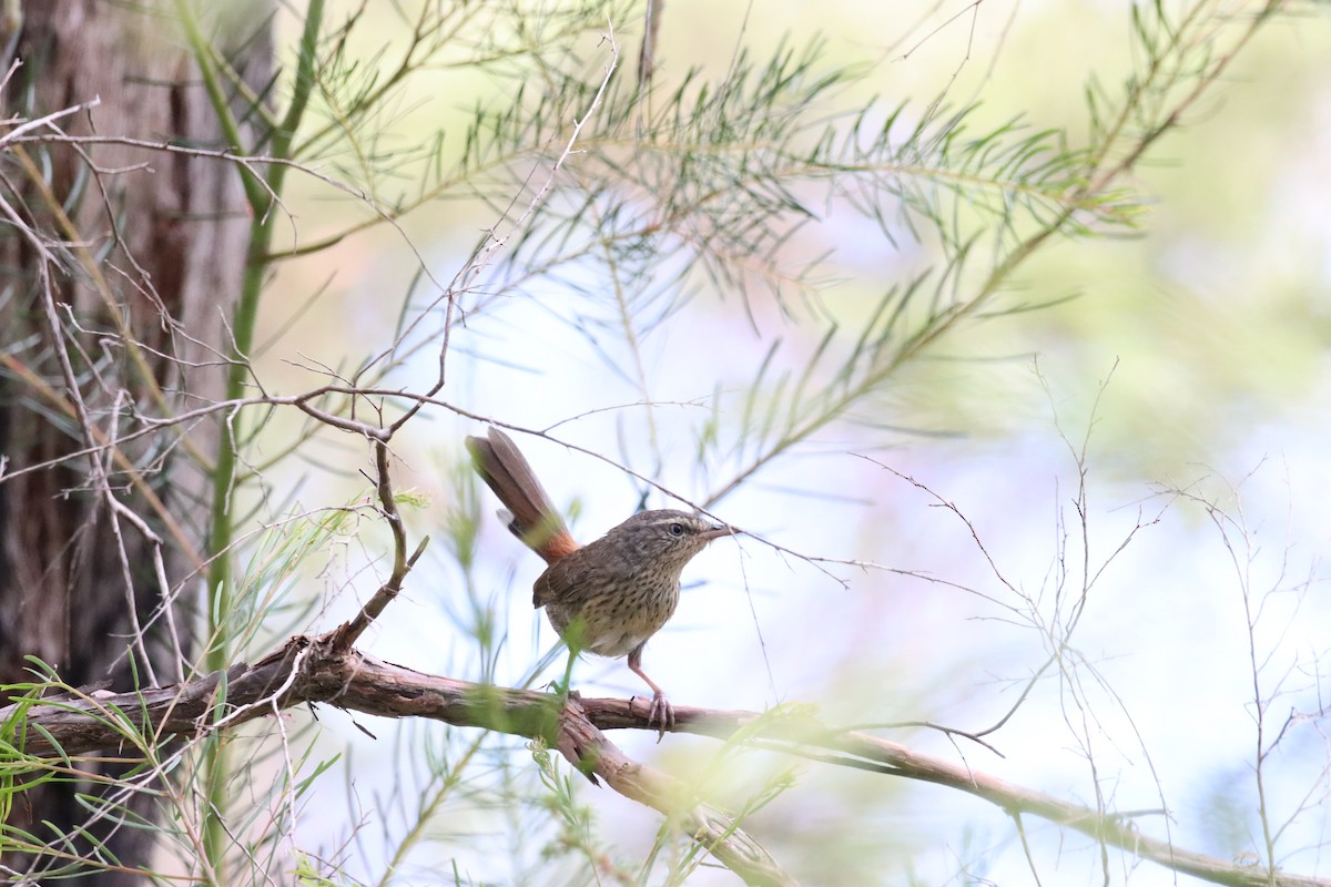 Chestnut-rumped Heathwren - ML644132445