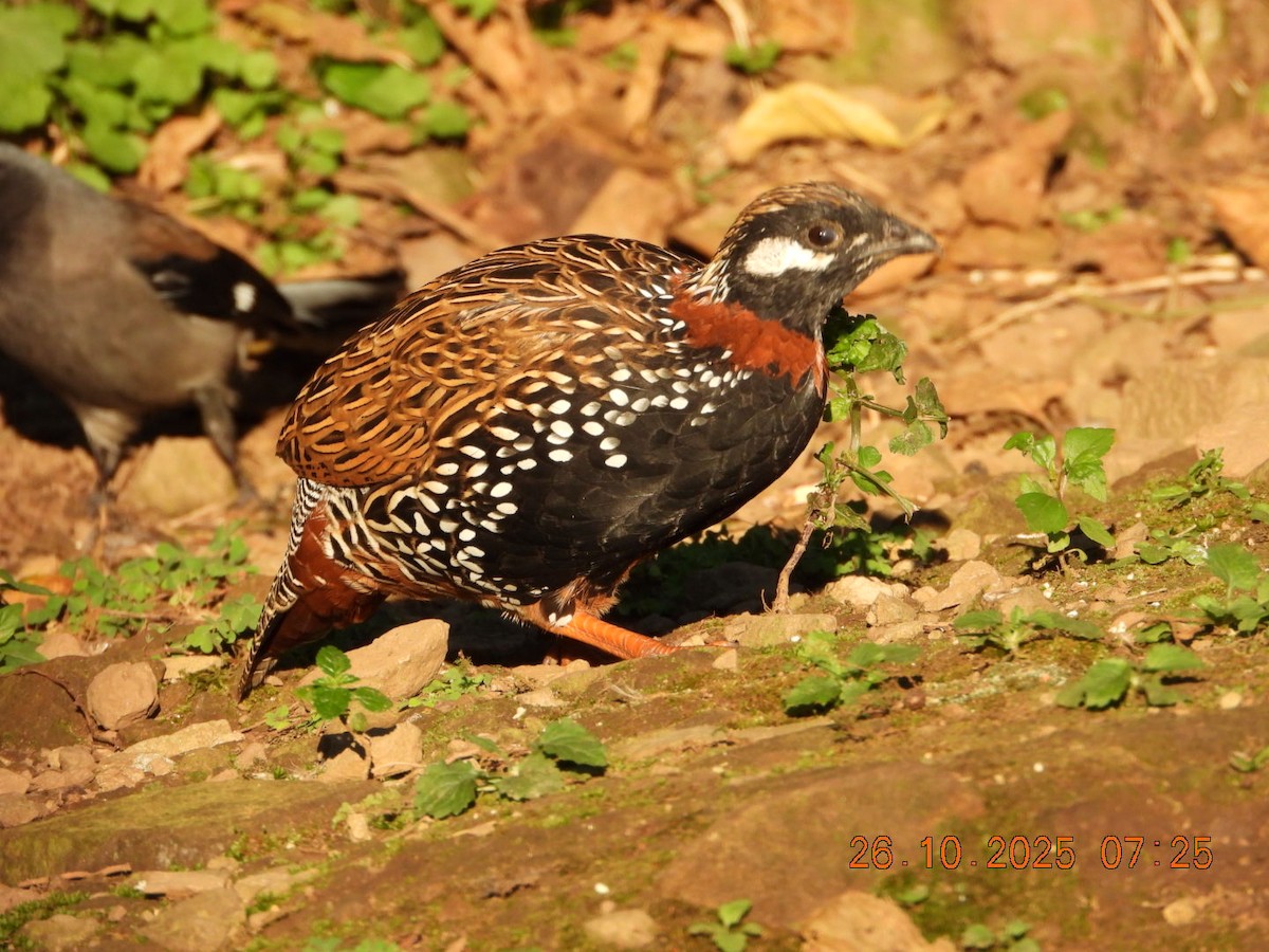 Turaç - ML644132450