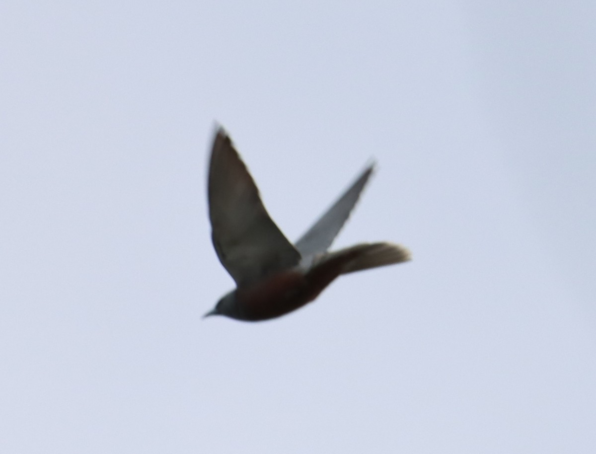 White-browed Woodswallow - ML644132467