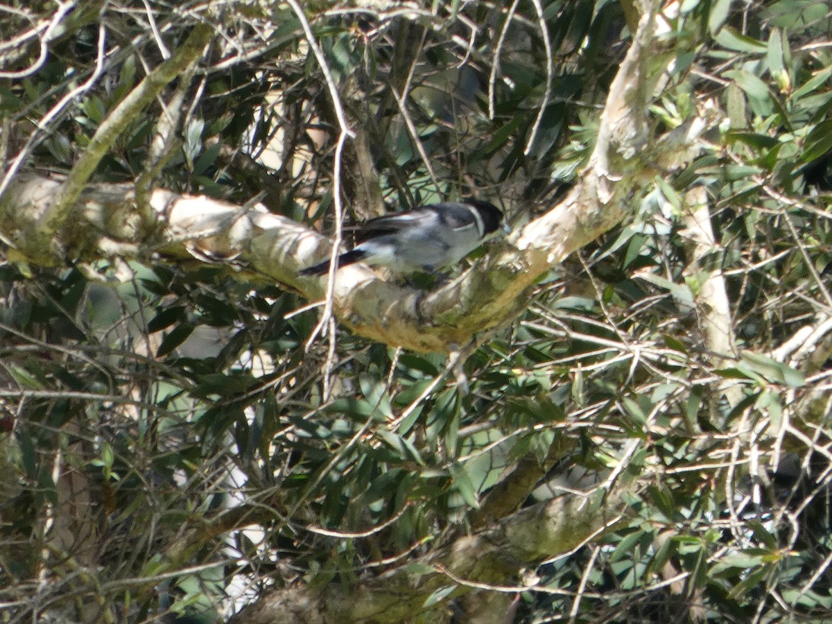 Australian Magpie (White-backed) - ML644132468