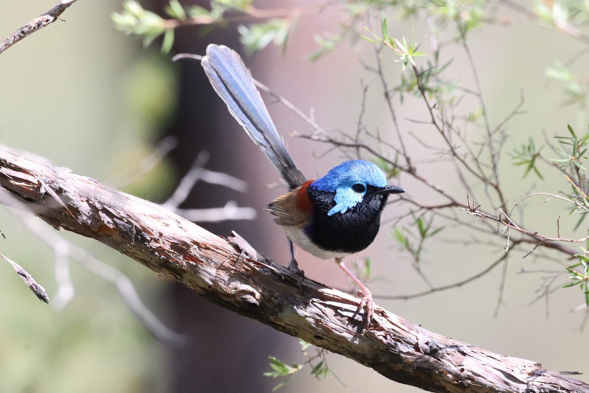 Variegated Fairywren - ML644132470