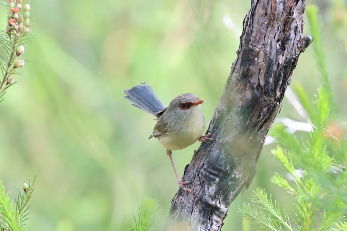 Variegated Fairywren - ML644132476