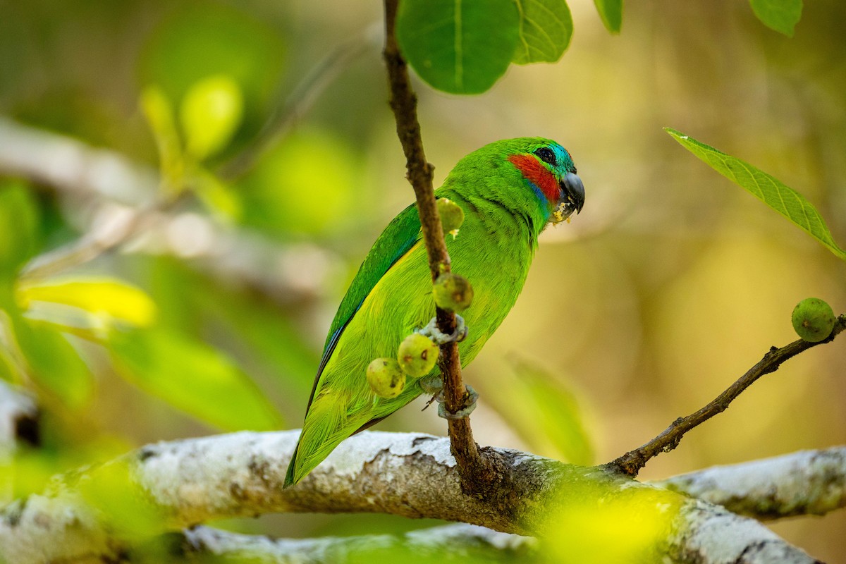 Double-eyed Fig-Parrot - ML644132477