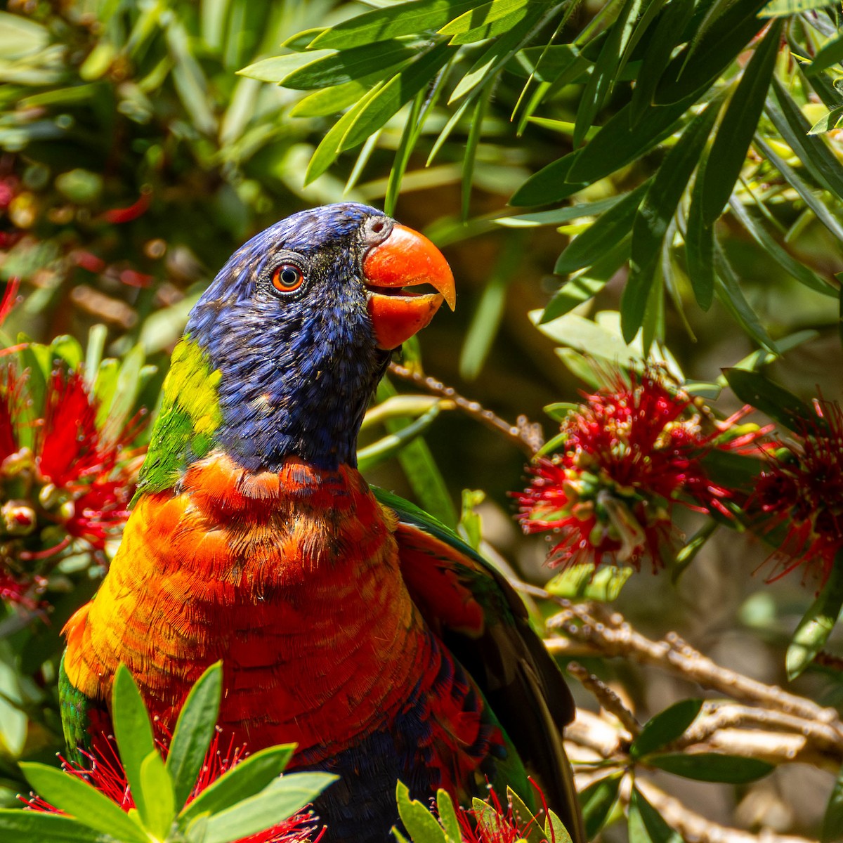 Rainbow Lorikeet - ML644132480