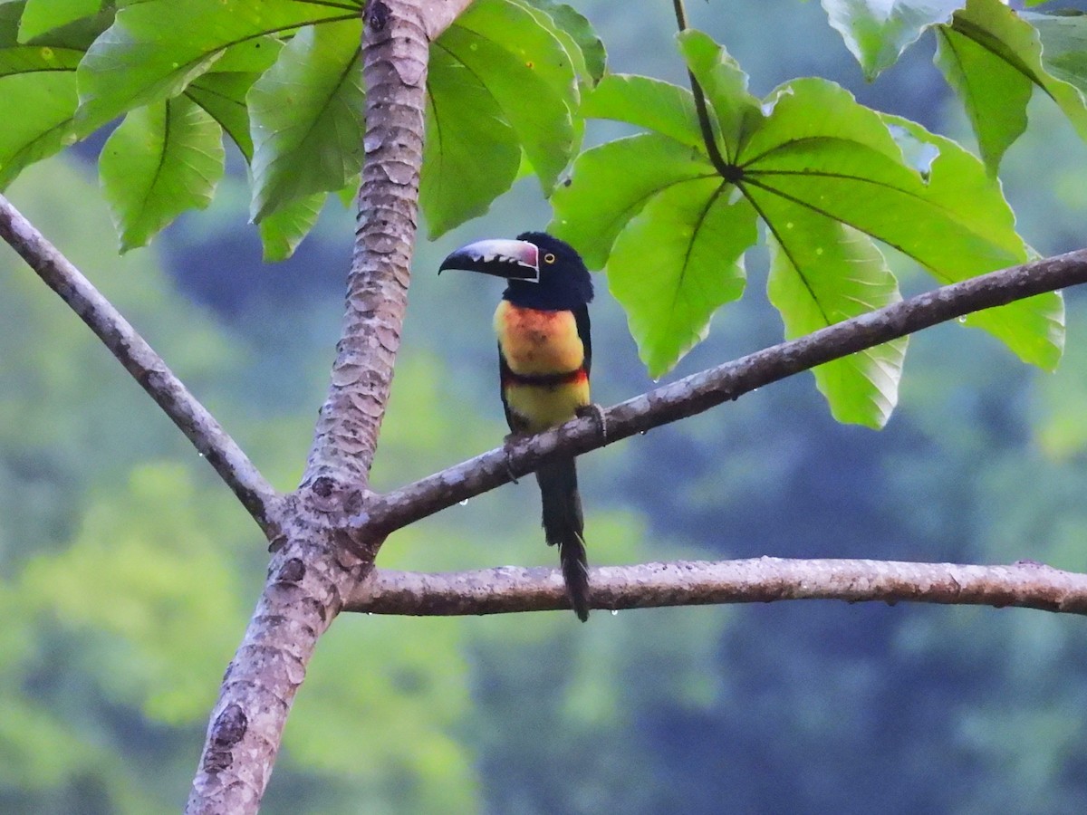 Collared Aracari - ML644132481