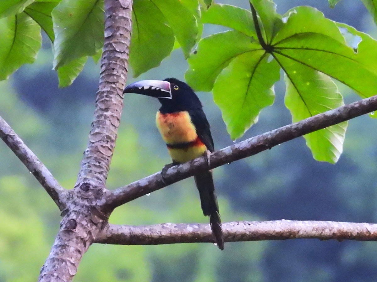 Collared Aracari - ML644132489