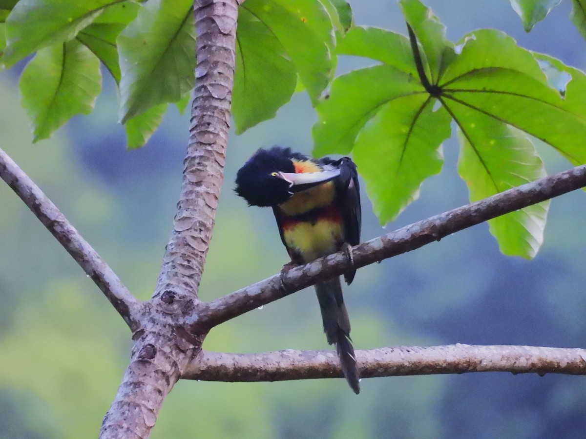 Collared Aracari - ML644132493