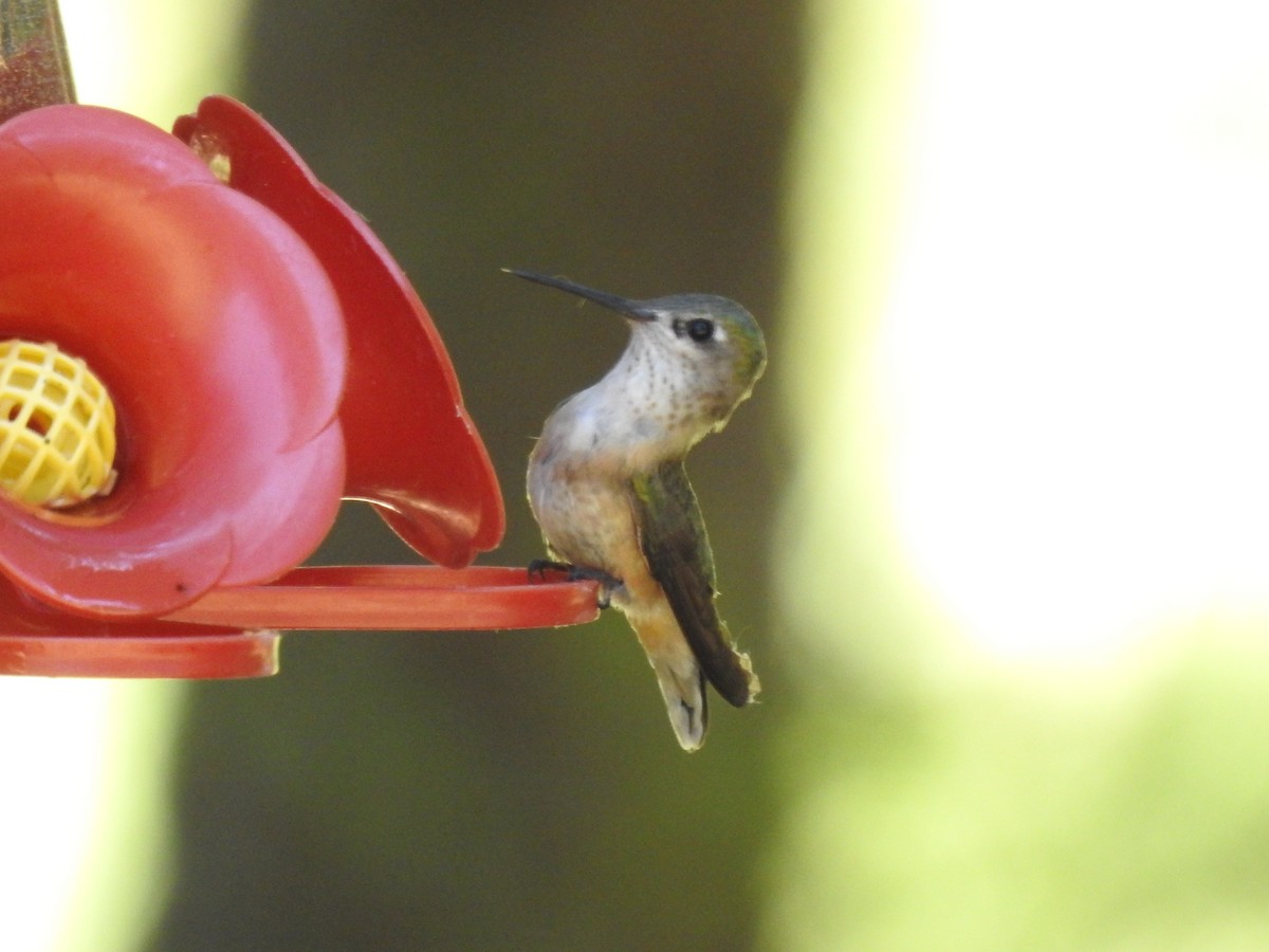 Calliope Hummingbird - ML644132494