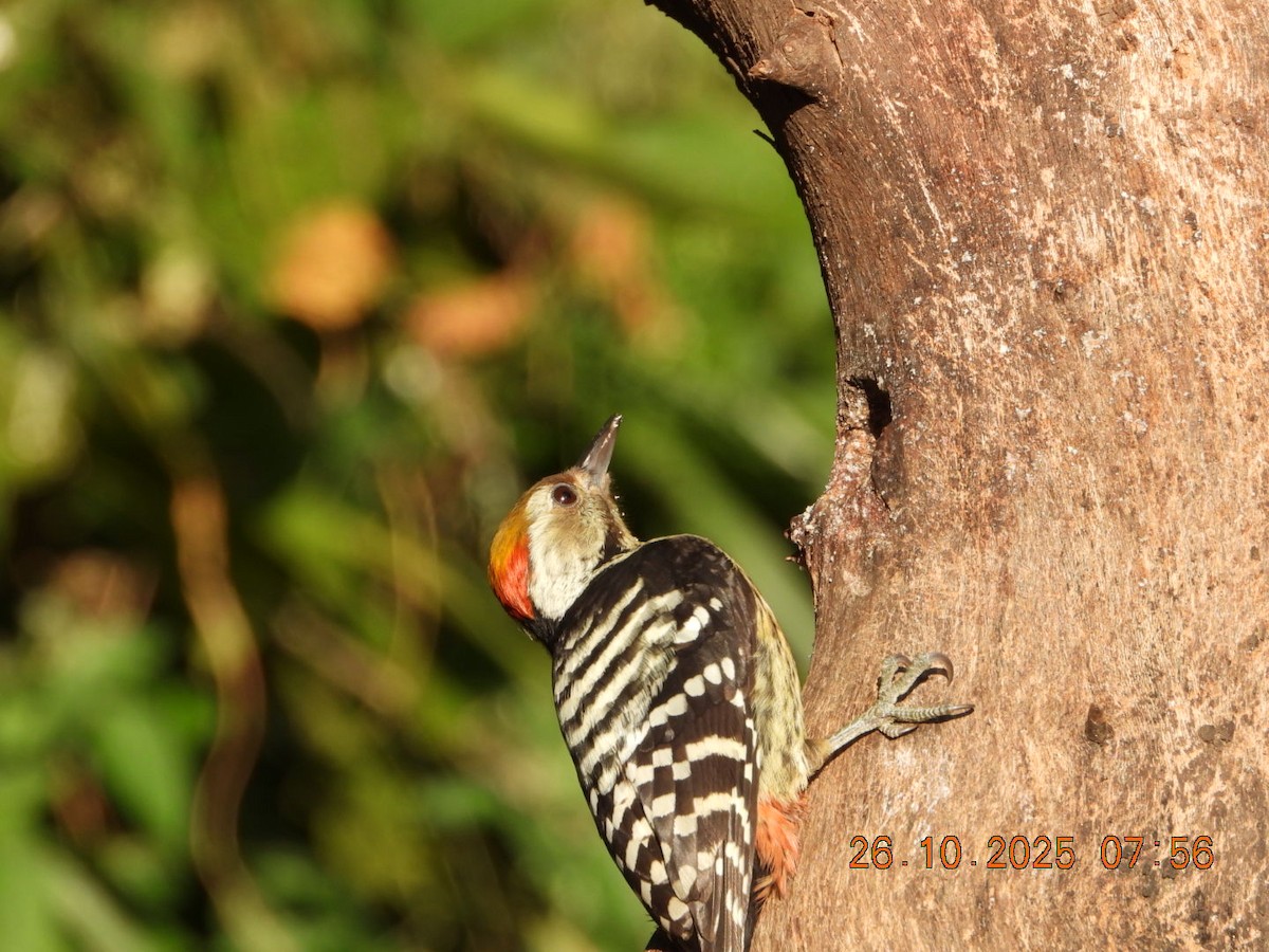 Коронованный дятел - ML644132498