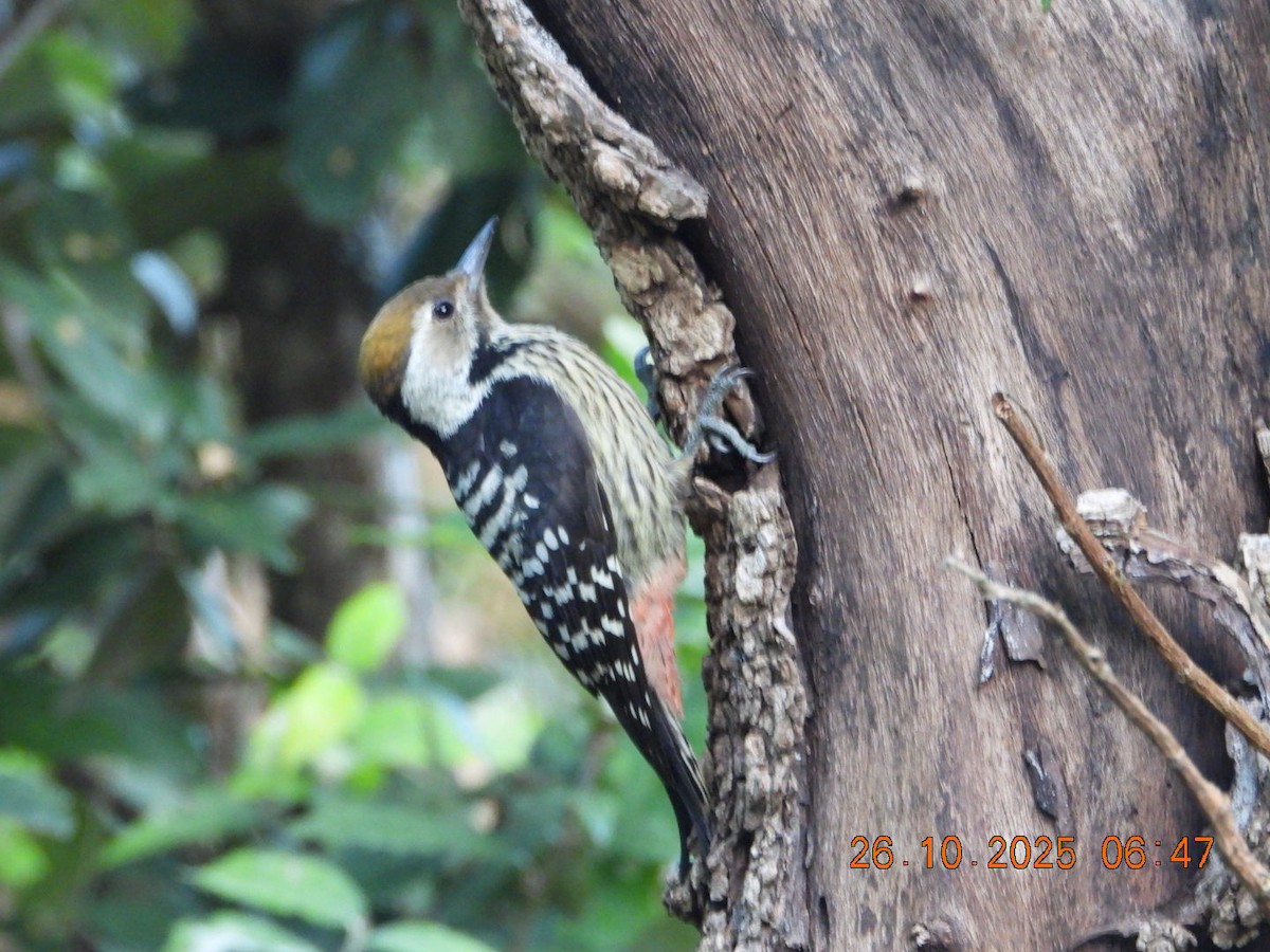 Коронованный дятел - ML644132499