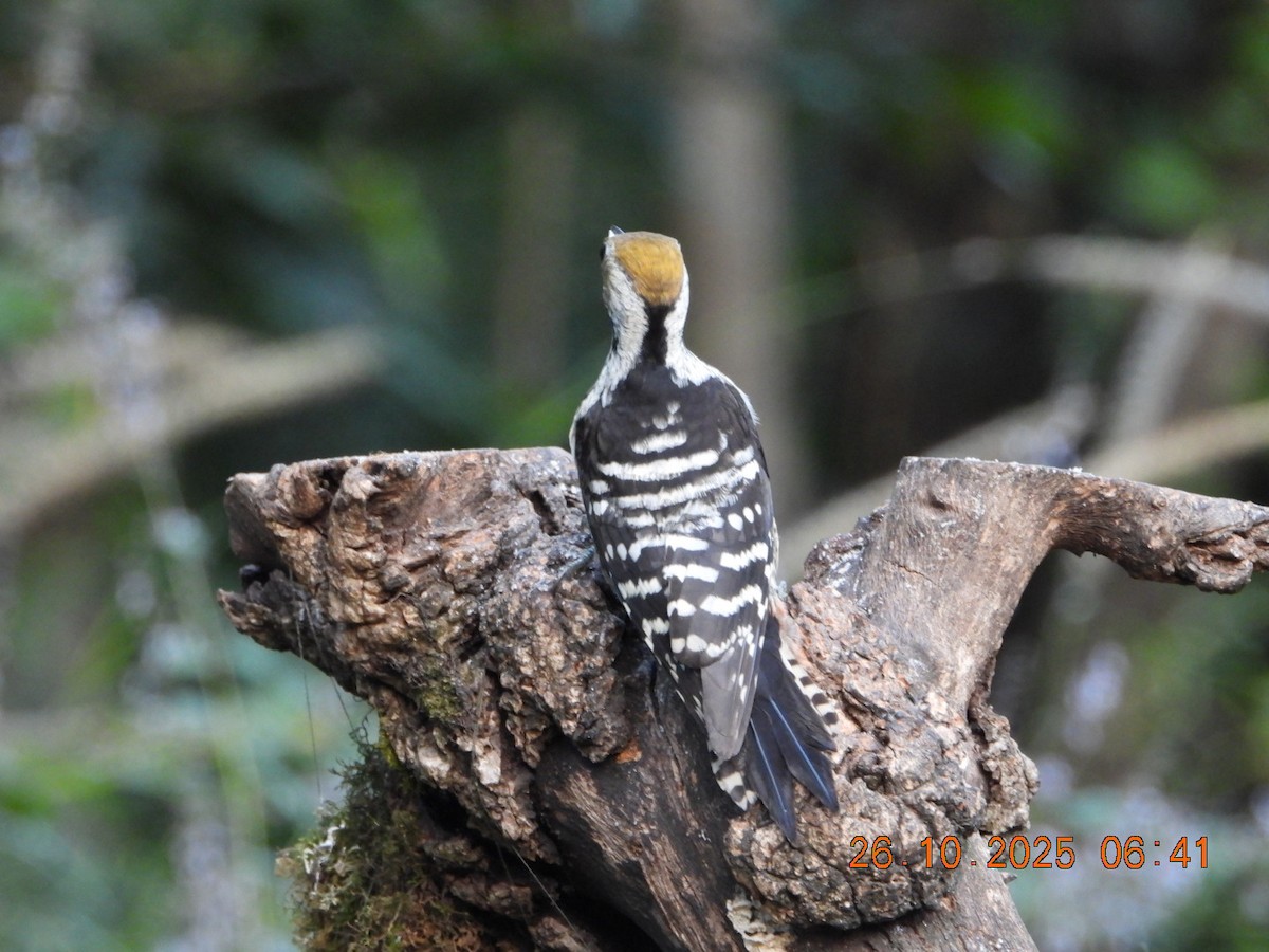 Коронованный дятел - ML644132500