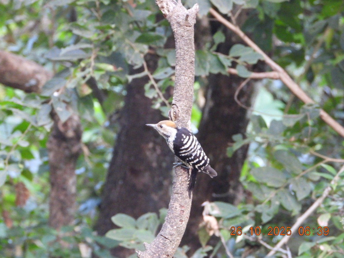 Коронованный дятел - ML644132501