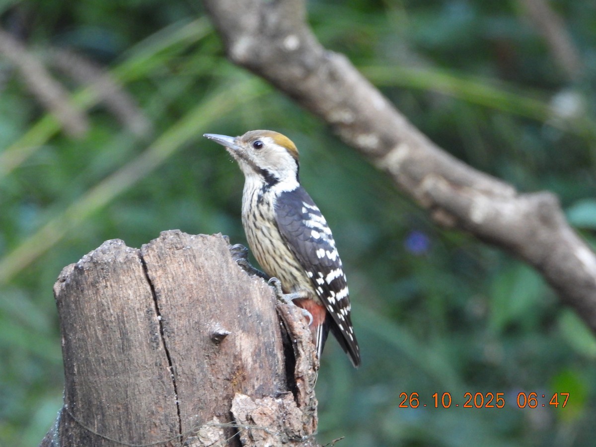 Коронованный дятел - ML644132502