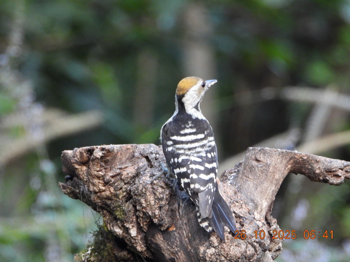 Коронованный дятел - ML644132503