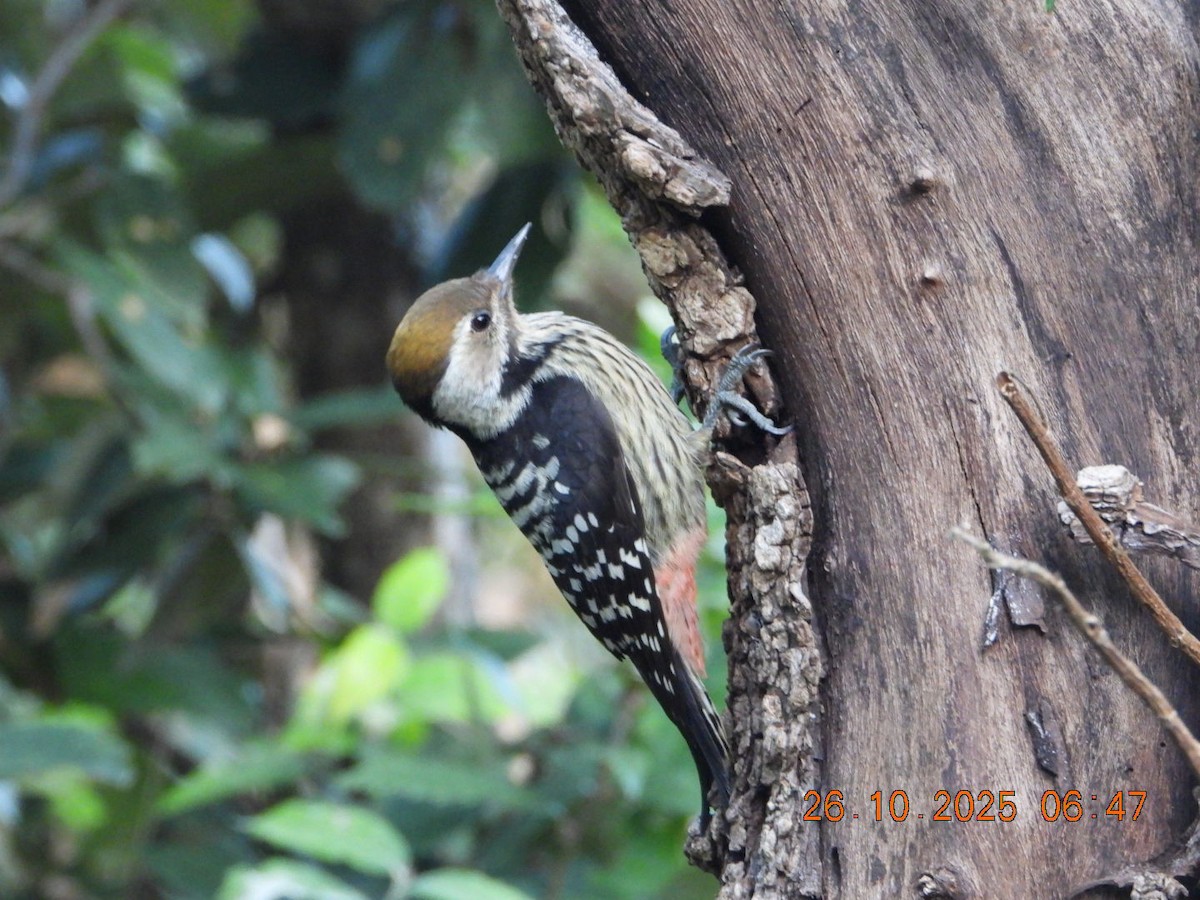 Коронованный дятел - ML644132504