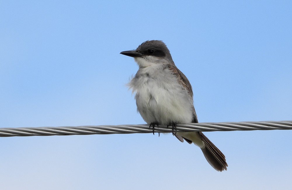 Gray Kingbird - ML644132505