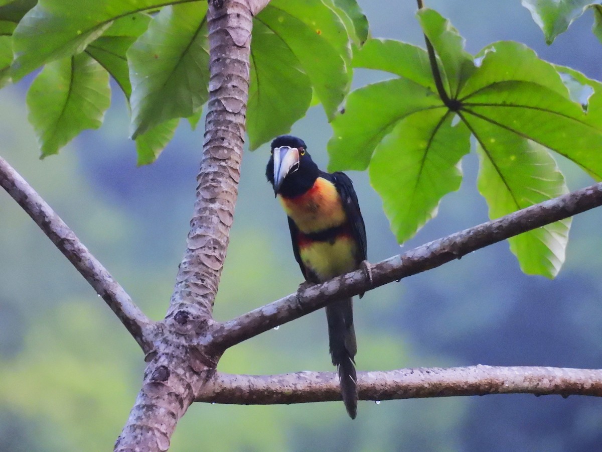 Collared Aracari - ML644132506