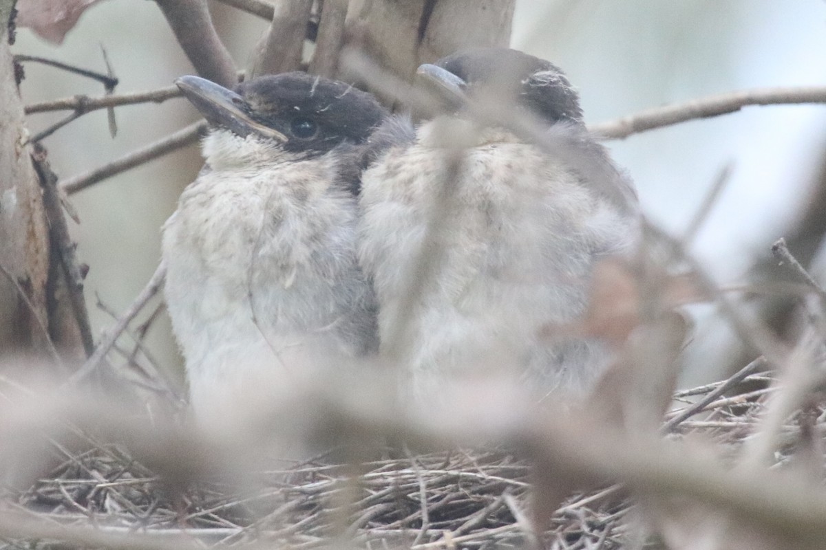 Gray Butcherbird - ML644132508