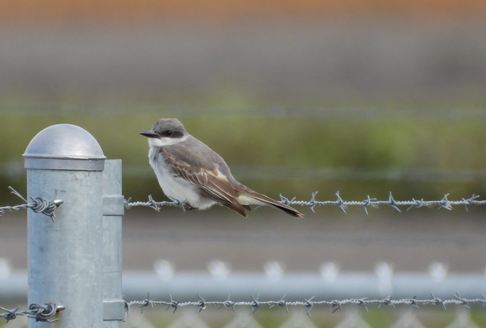 Gray Kingbird - ML644132509