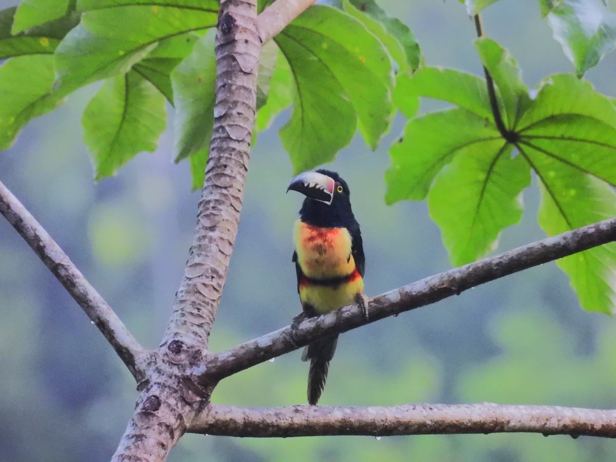 Collared Aracari - ML644132512