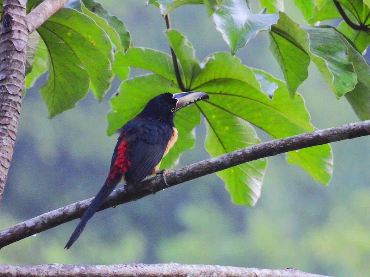 Collared Aracari - ML644132515