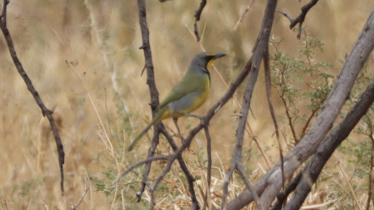 Gonolek bacbakiri - ML644132517