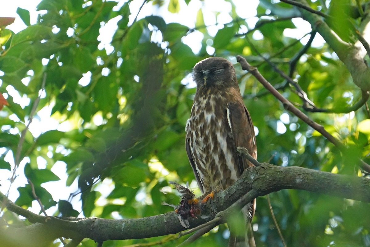 Northern Boobook - ML644132522