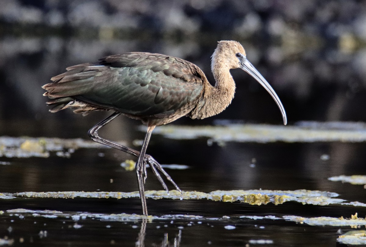 Glossy Ibis - ML644132533
