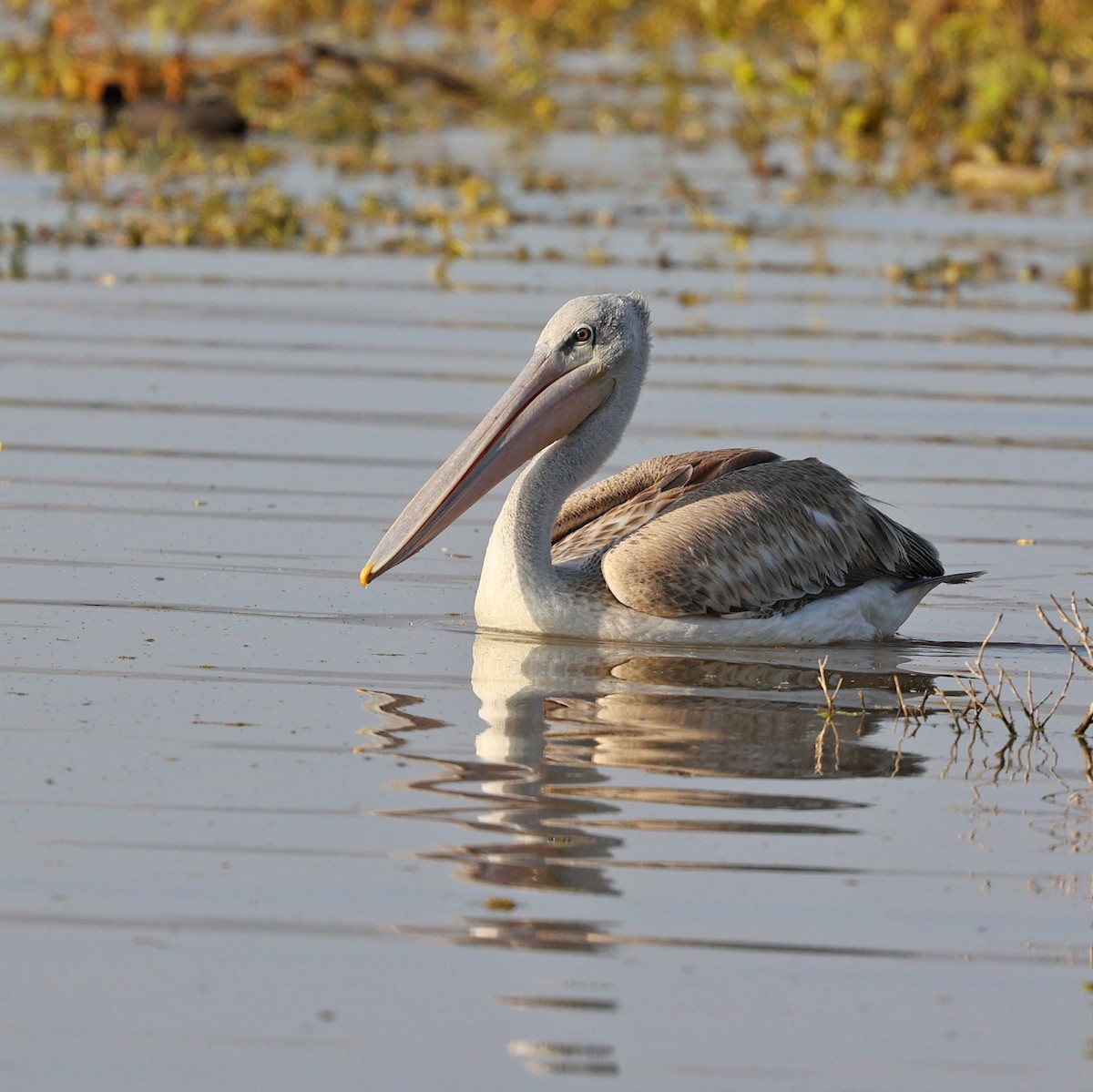 Pink-backed Pelican - ML644132536