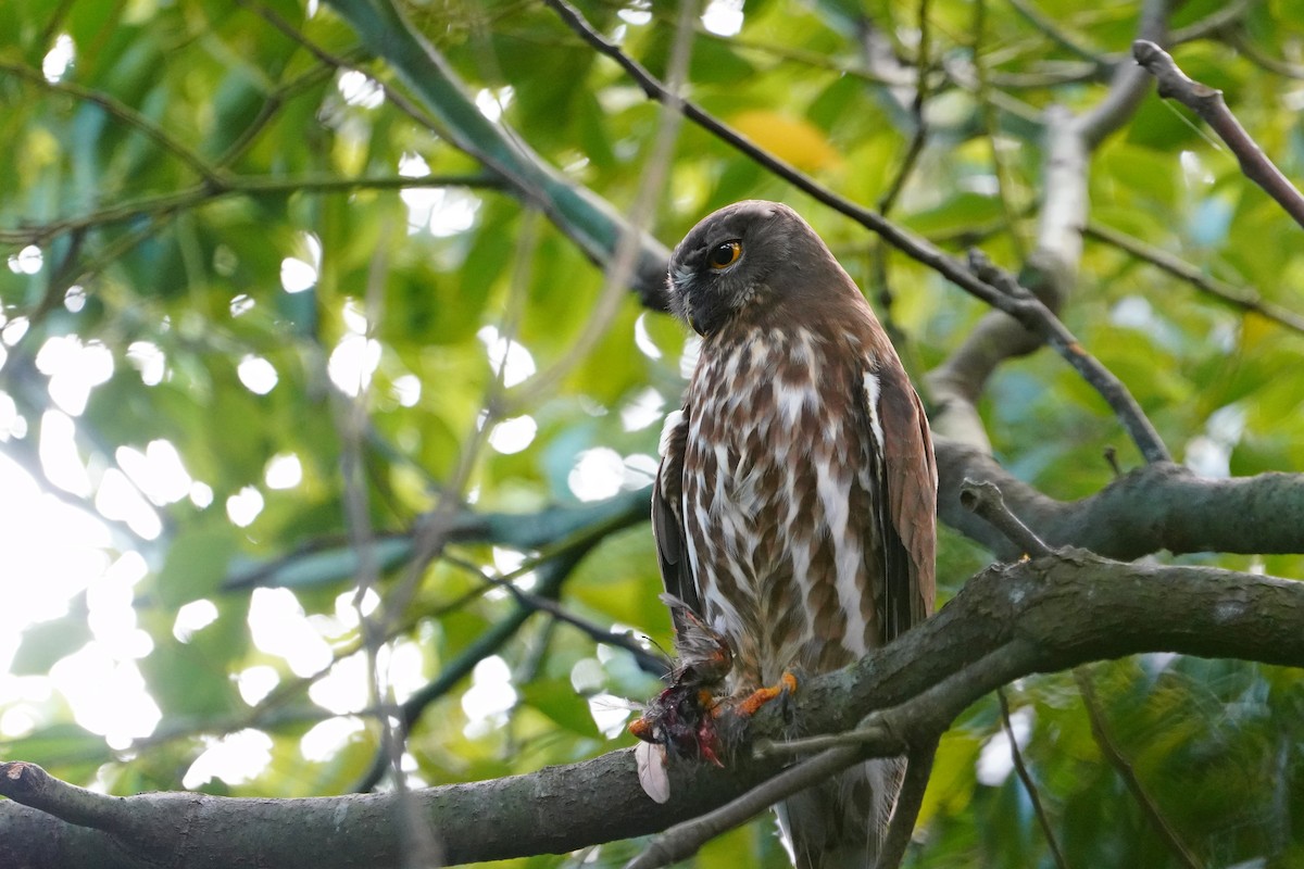 Northern Boobook - ML644132537