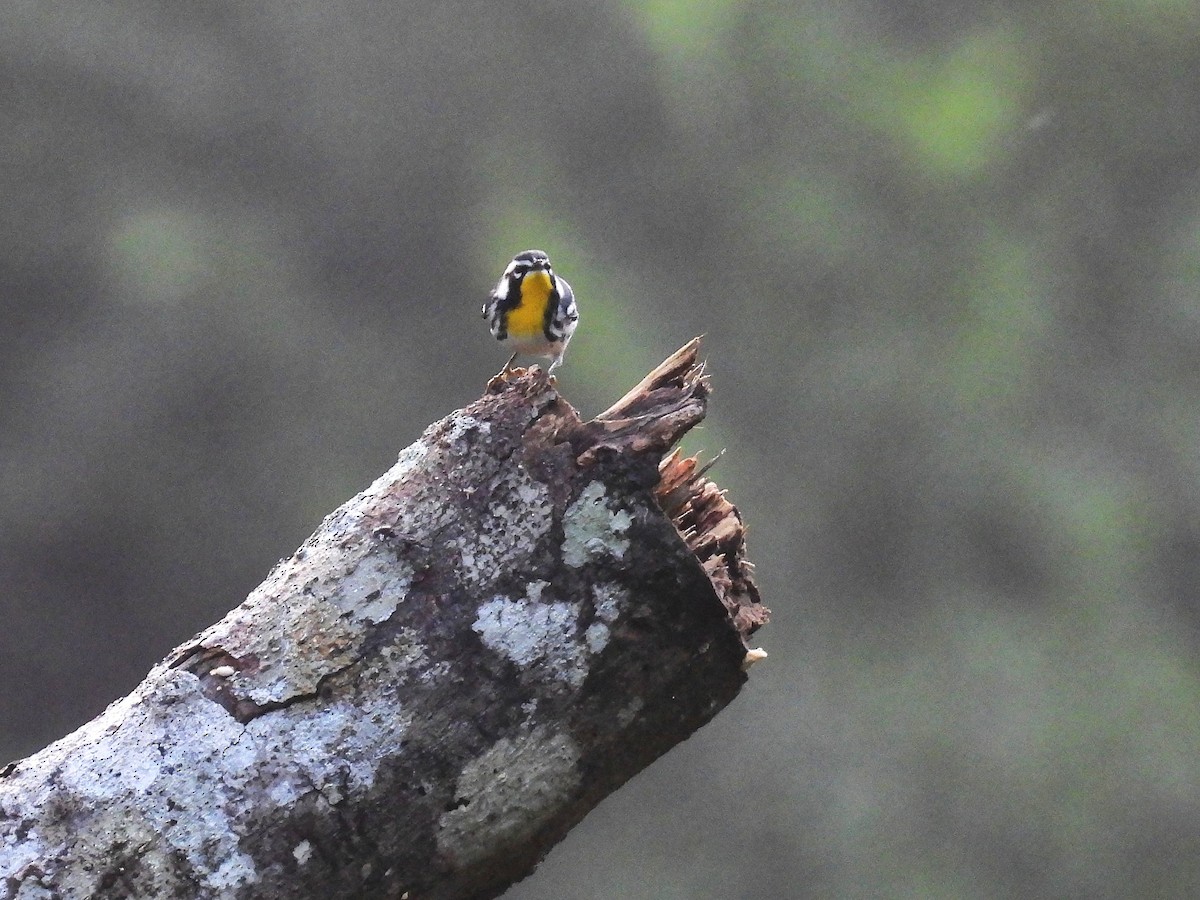 Yellow-throated Warbler - ML644132538
