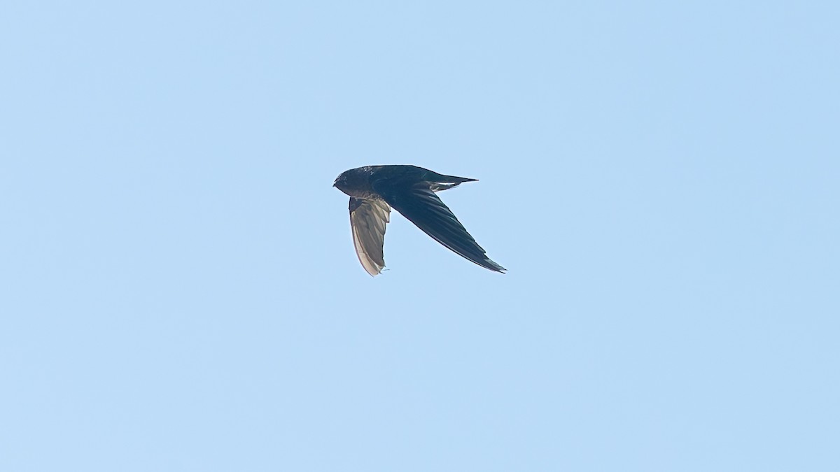 Plume-toed Swiftlet - ML644132539
